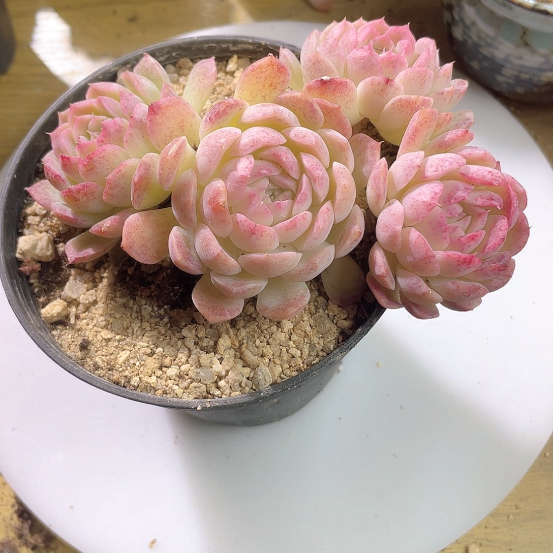 0912 沁心 六月六