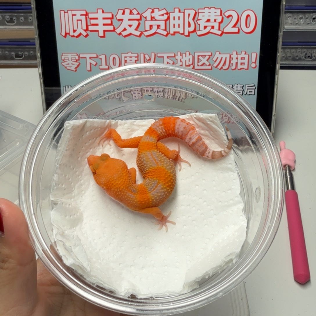 豹纹守宫雨水蜜桔弟弟