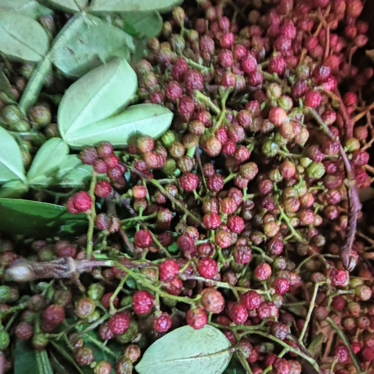 云南文山新鲜花椒带叶发货特麻特香颗粒大现摘现发