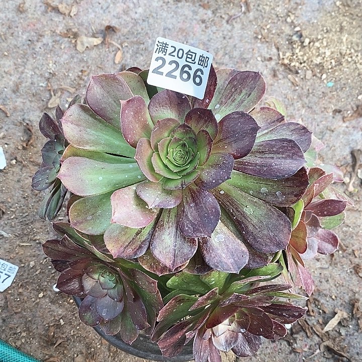 2266 一颗墨染发师