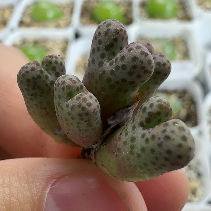 老马生石花95d斑马2120