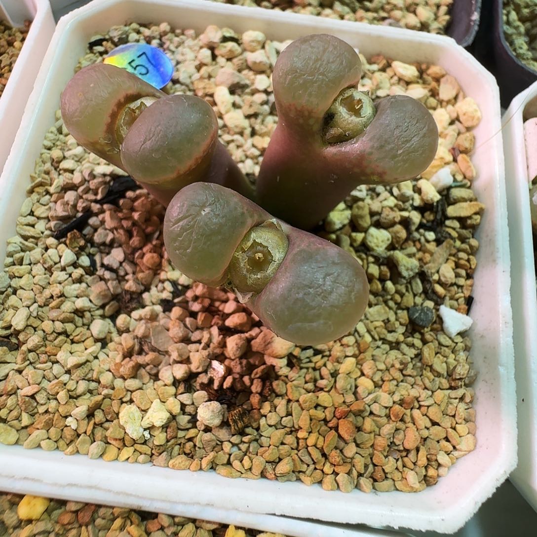 多肉植物福利肉锥