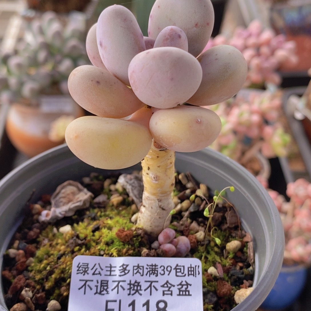 蛋黄奶老桩单头118多肉植物