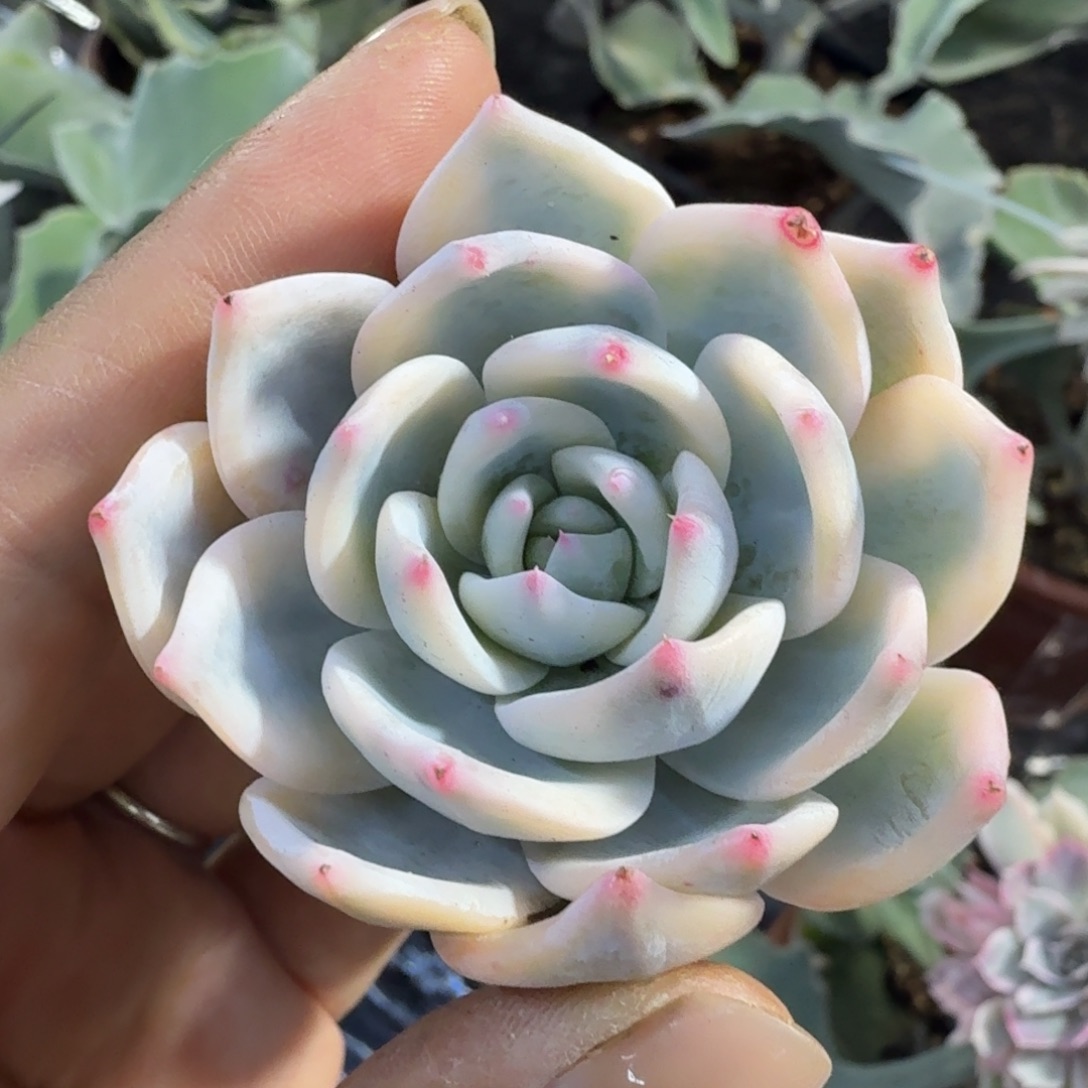 盖亚锦腹轮锦主头