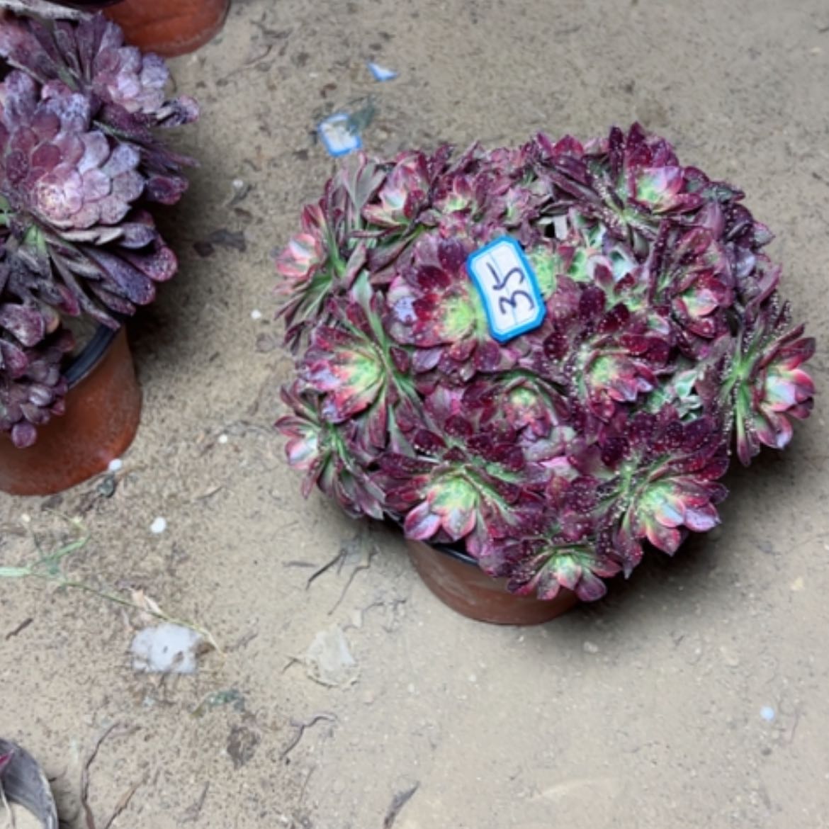 【闪购商品】多肉植物安娜35