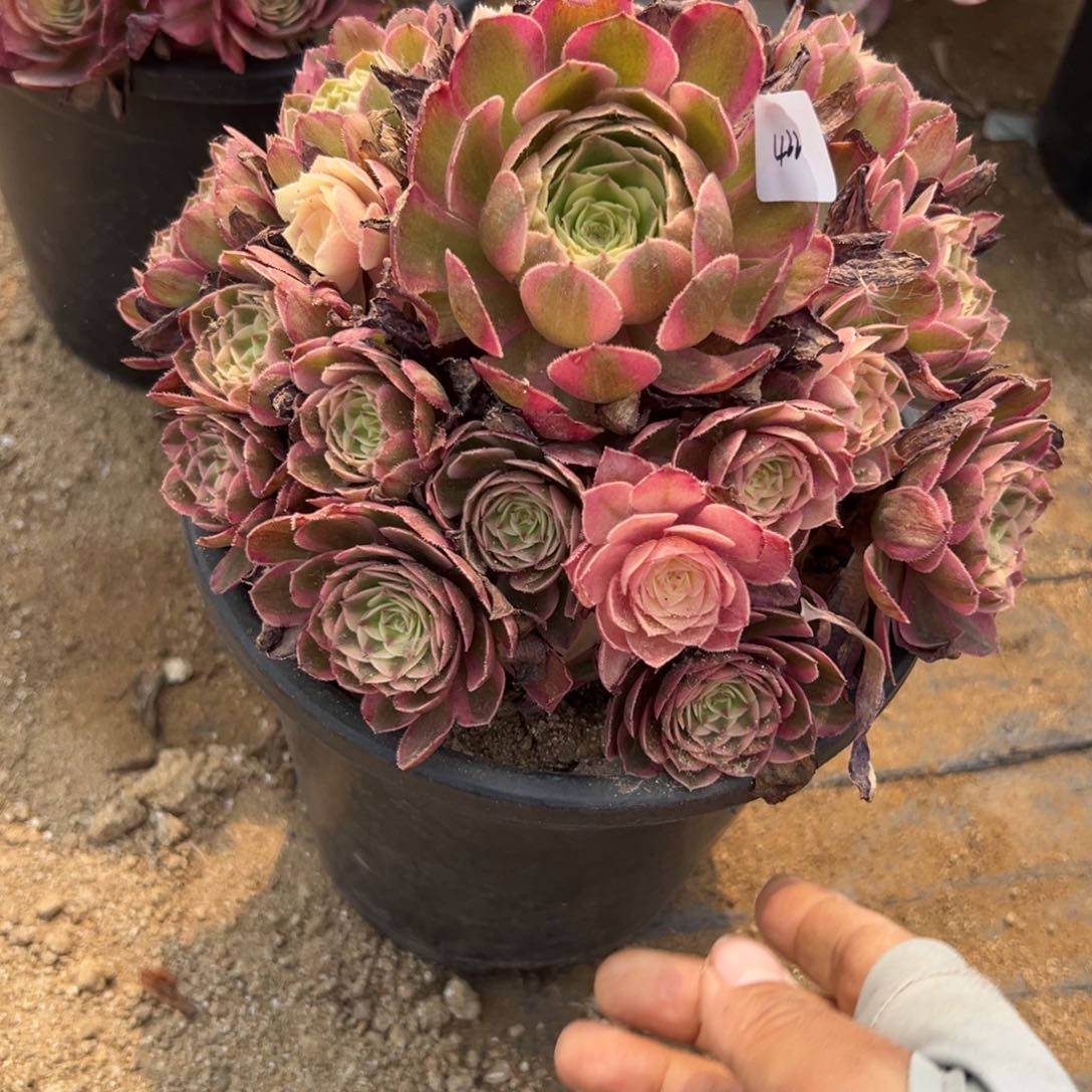 422倾城多肉植物系