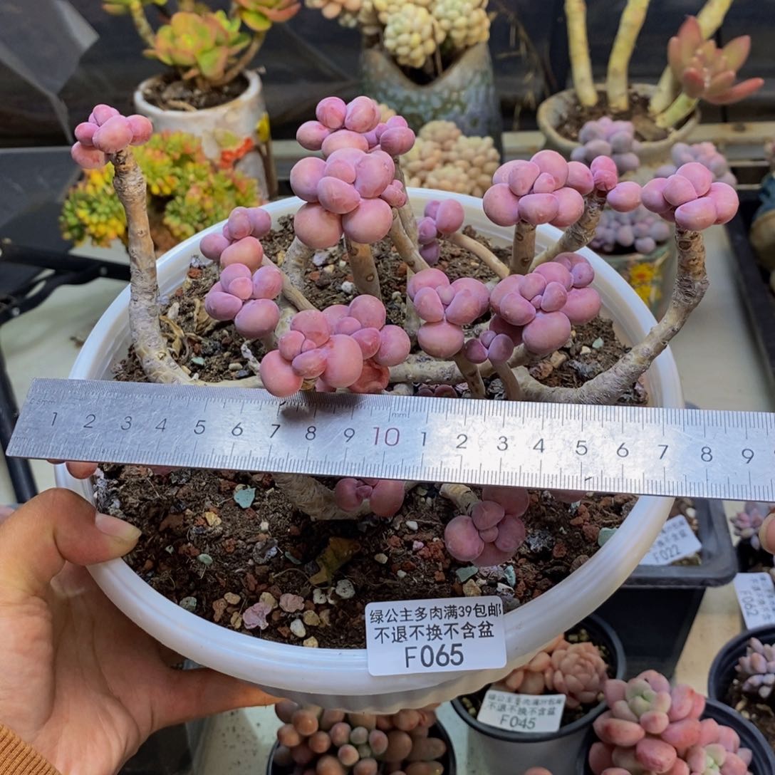 065腰子桃蛋多肉17cm