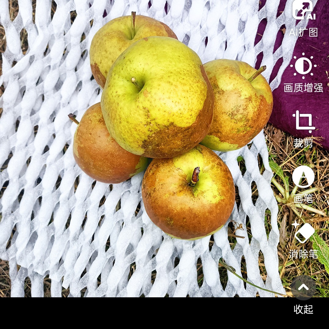 [0012S1]山西正宗玉露香梨皮薄核小脆甜多汁大果12棵8.5斤