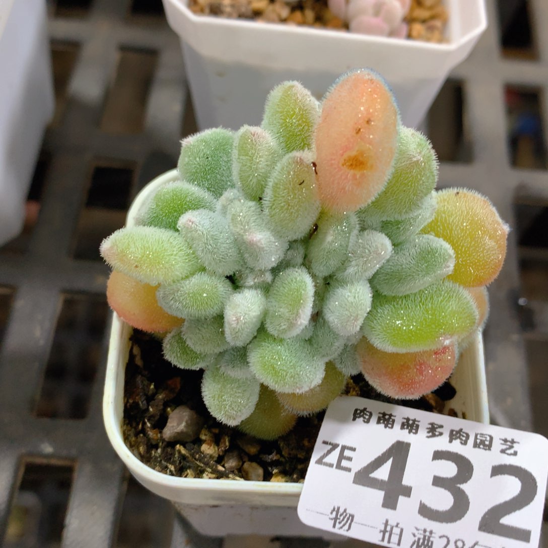 肉萌萌拇指盆精控多肉ZE432