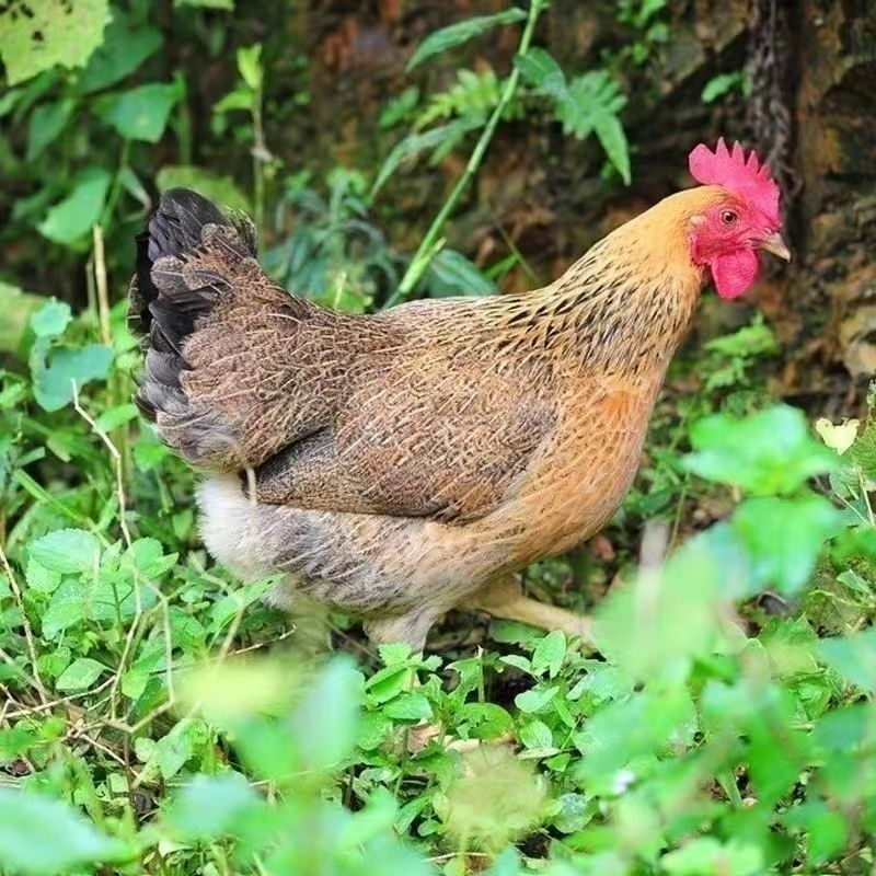 散养土鸡3斤发货 包邮到手3只