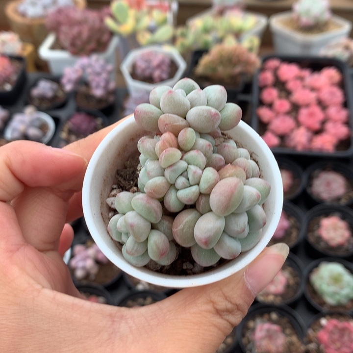 精控小泡泡糖多肉