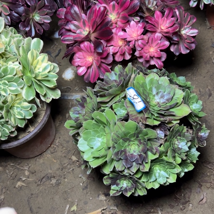 多肉植物断枝不包10