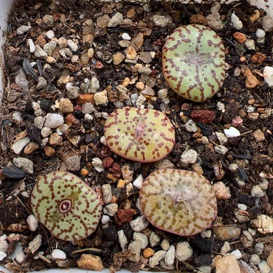 2.15好看的多肉694