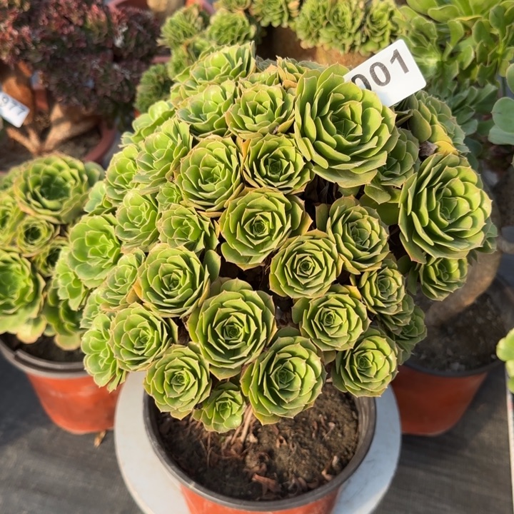 多肉植物绿朵朵妖桩001