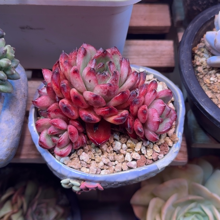 TM多肉植物dgfghhjjik