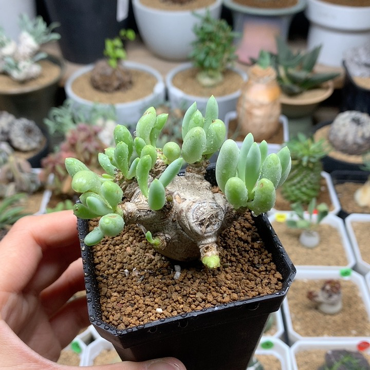 老桩卡拉菲厚敦菊脱土