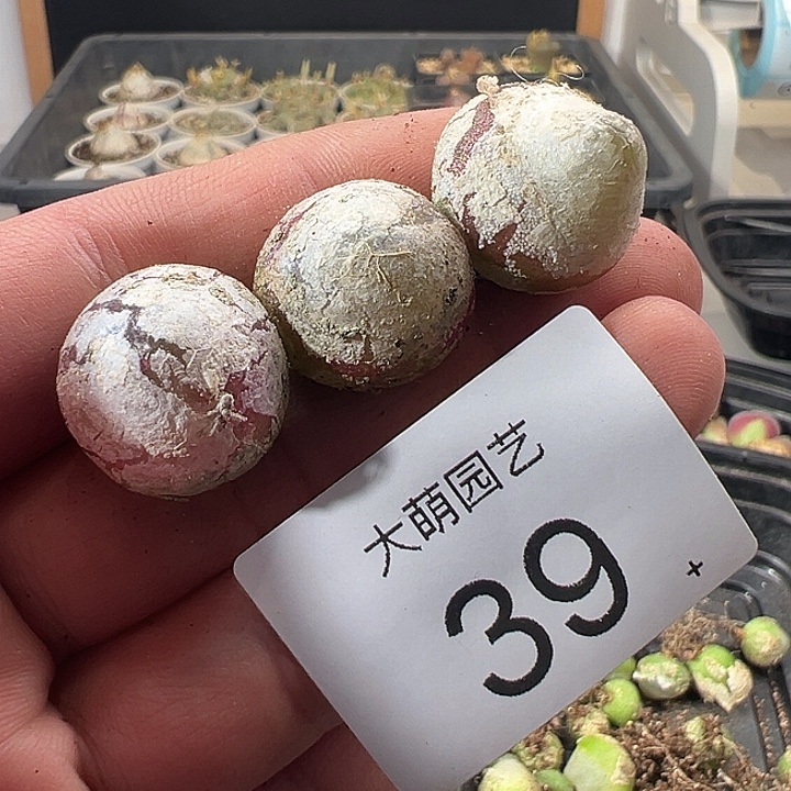 一物一拍。      39