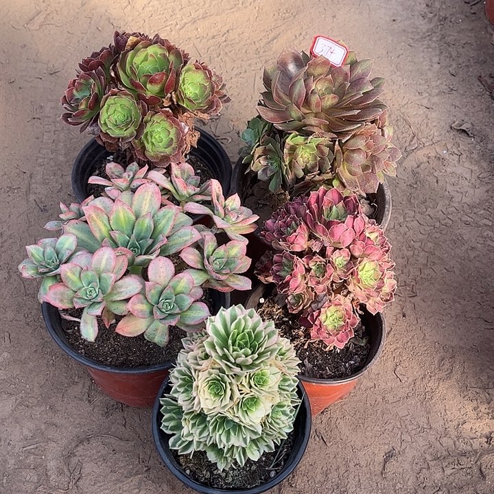 374多肉植物组合，