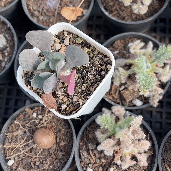 三个快根品种任选一颗满25包邮