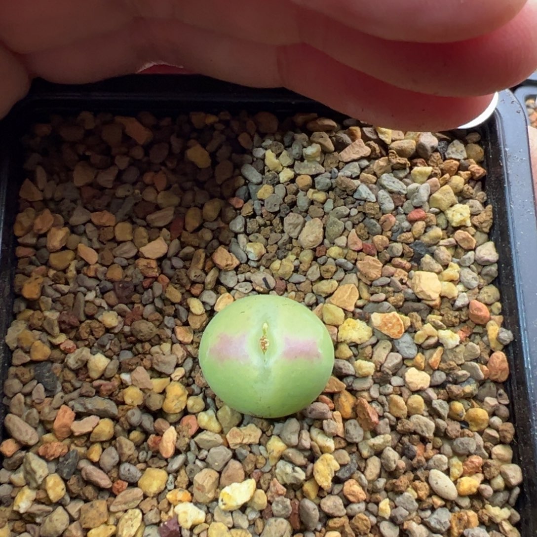 92多肉单头优选桃杂将一棵