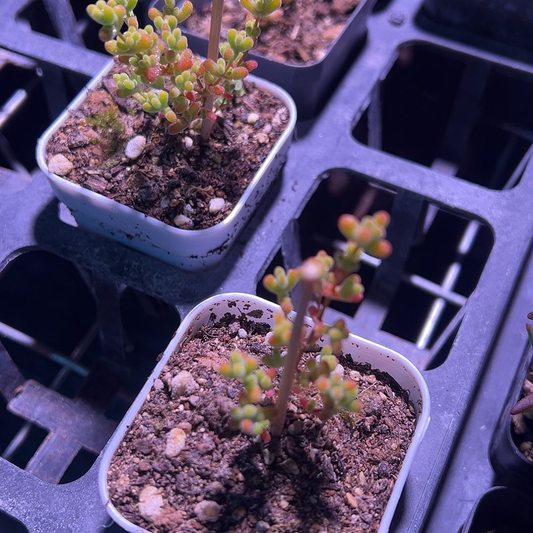 灯养黄金莱斯精品55杯