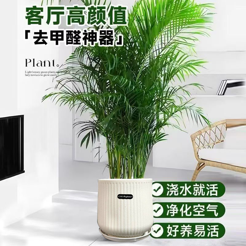 1.5-1.7米富贵椰子聚宝盆带肥料耐旱卧室散尾葵好养耐看净化空气
