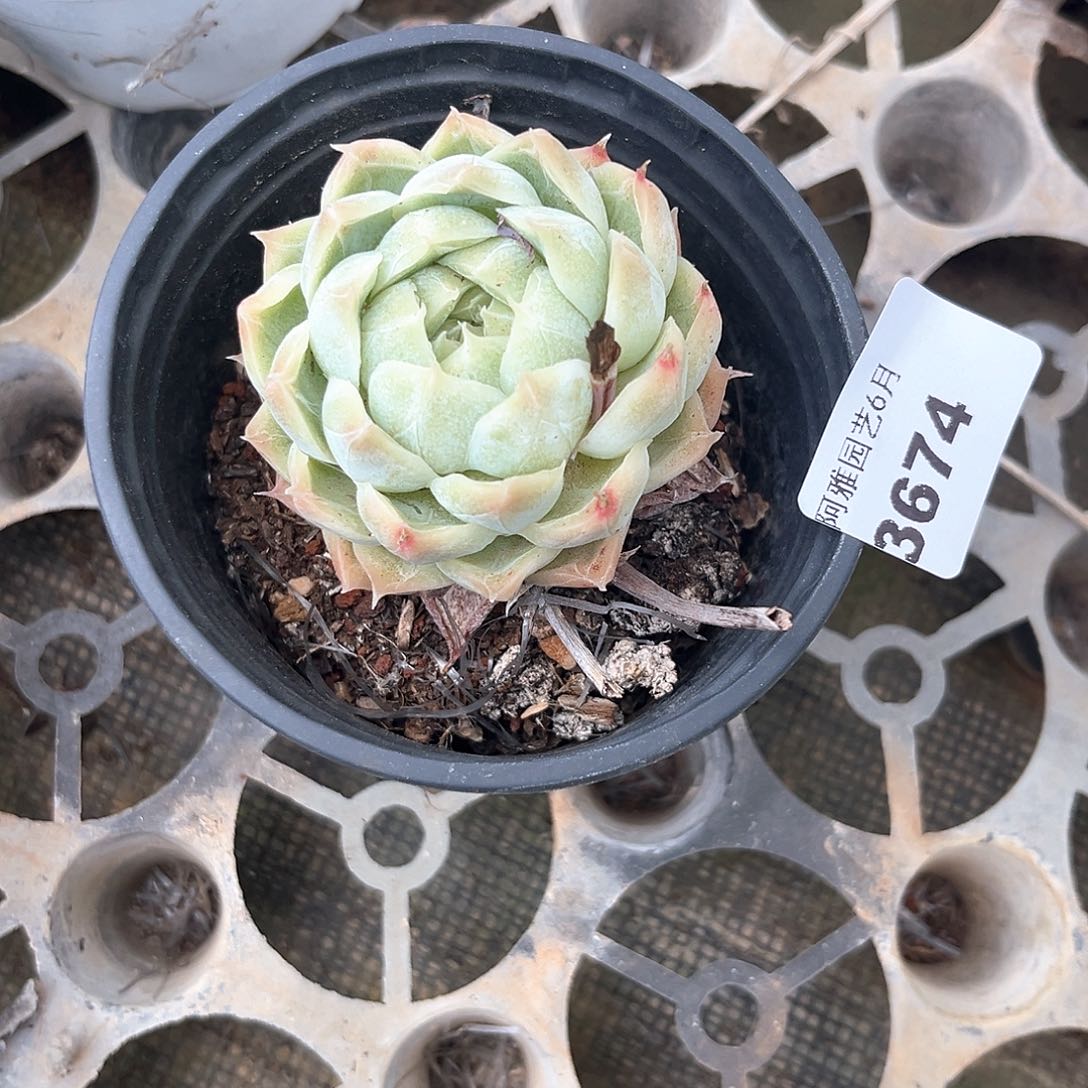 阿雅园艺。   3674