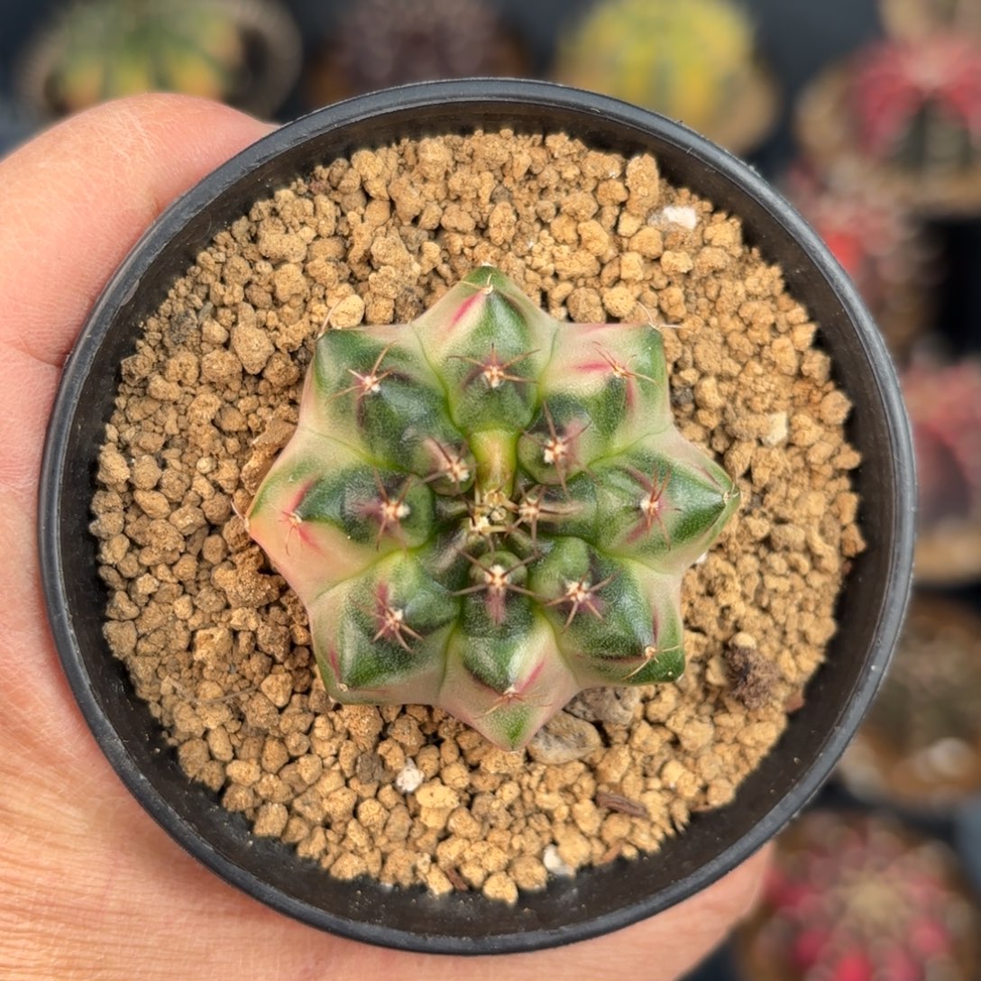 泰系米哈仙人球系列1号