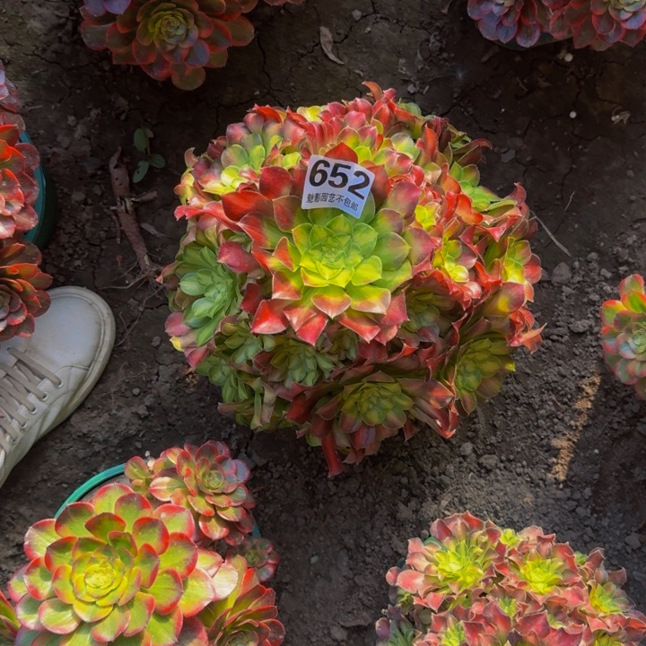 少华花27-24包邮花花