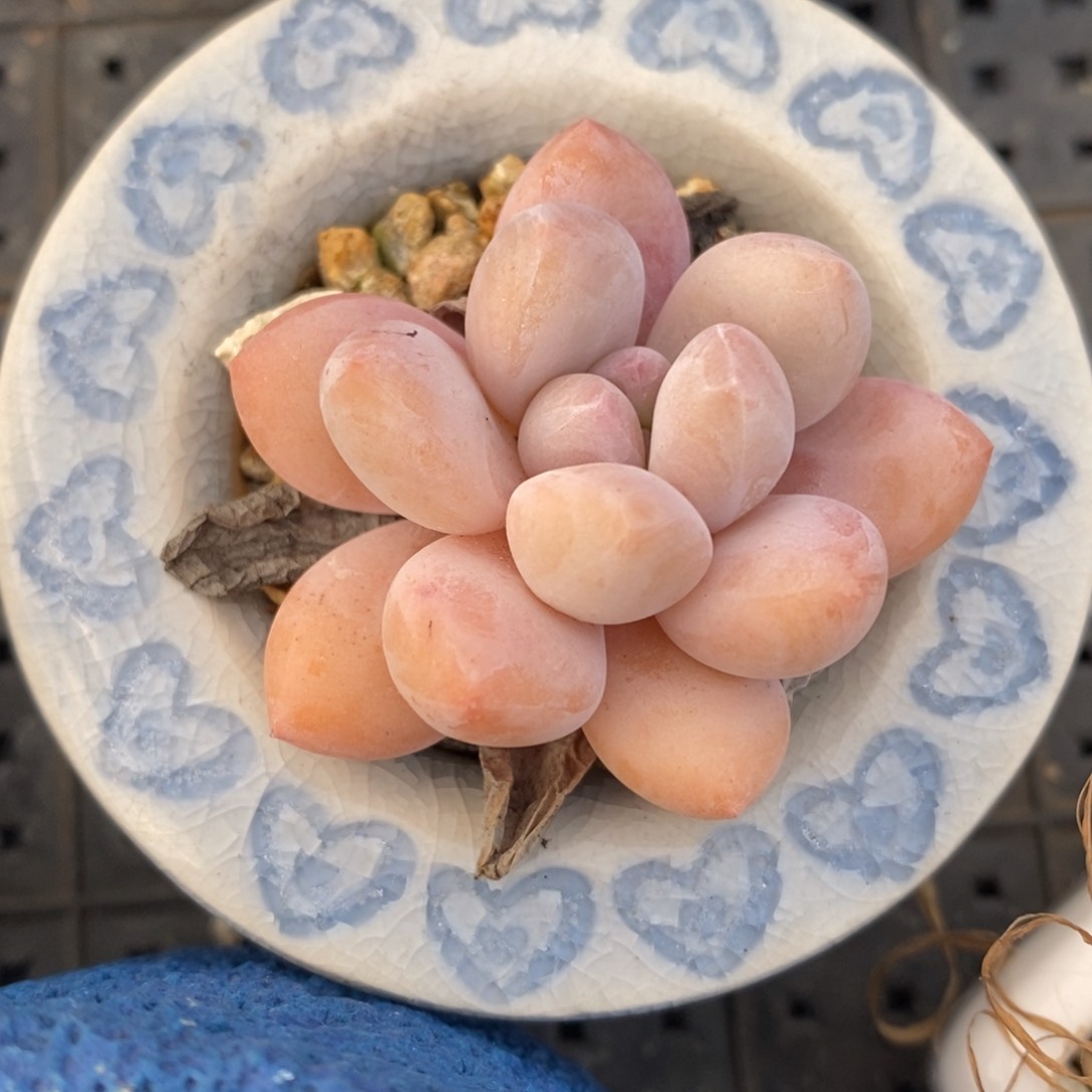 自助下单多肉下滑链接更多品种-香水