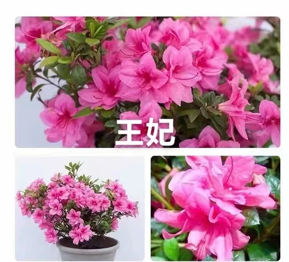 【王妃，康乃馨绿植盆栽，余烬，泰勒，红皇冠】安酷杜鹃花盆栽耐寒耐热