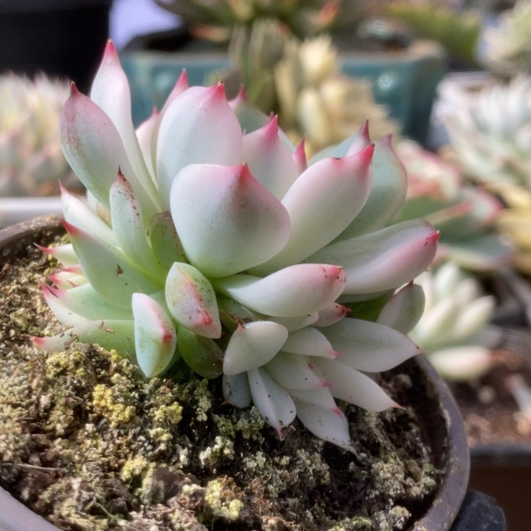 368锦锦锦锦锦锦锦锦锦