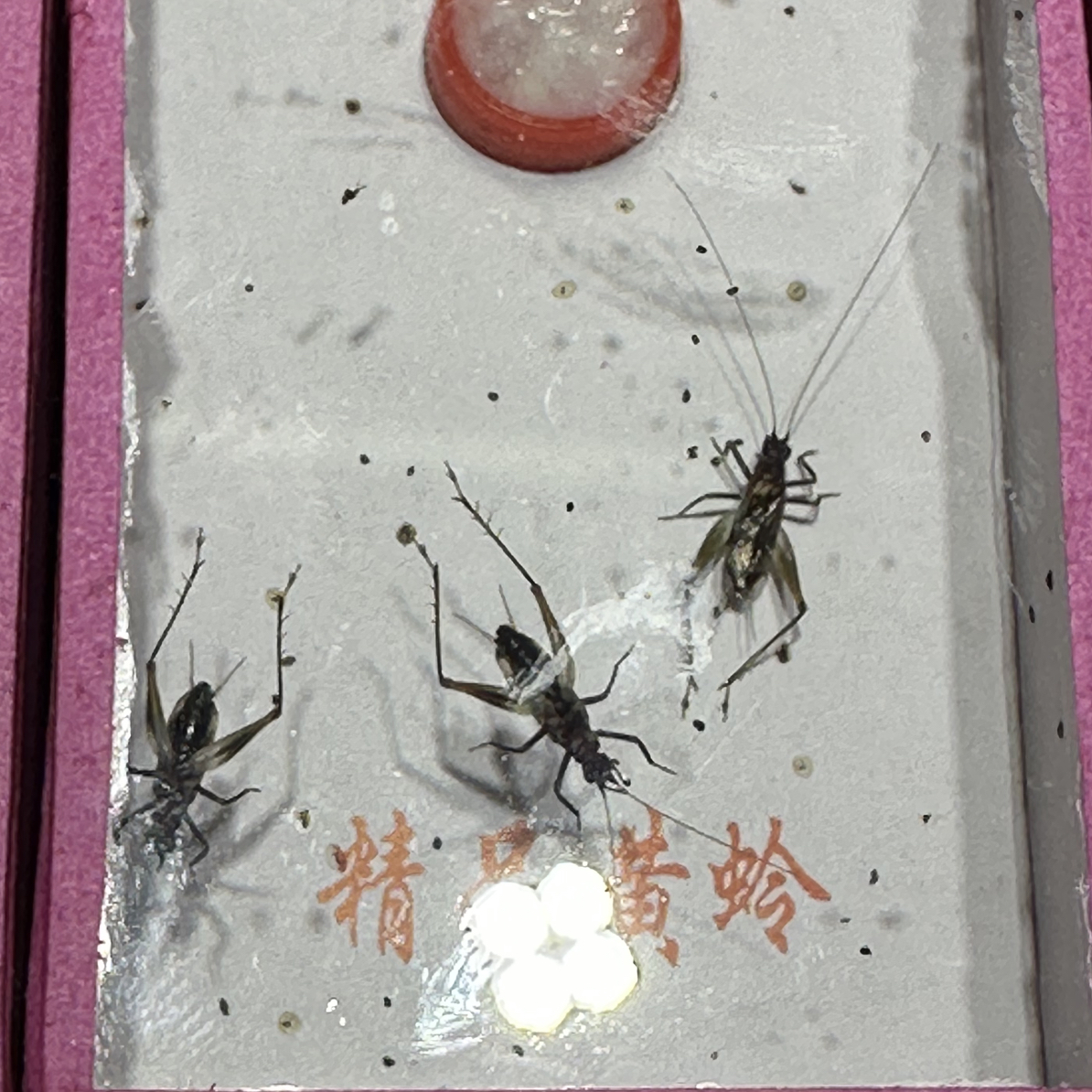 野墨蛉又名蚁蛉模具