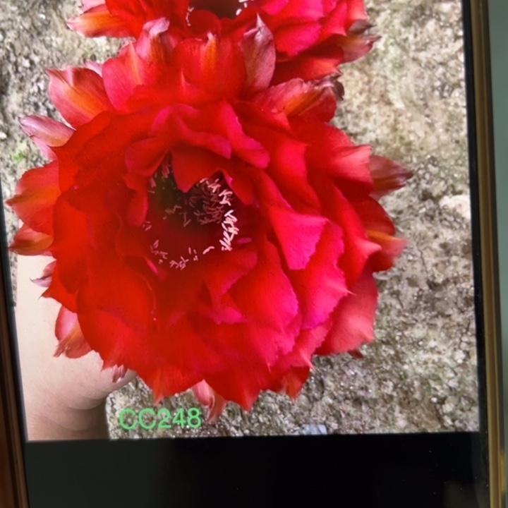 无花朵仙人球侧芽歪cc248