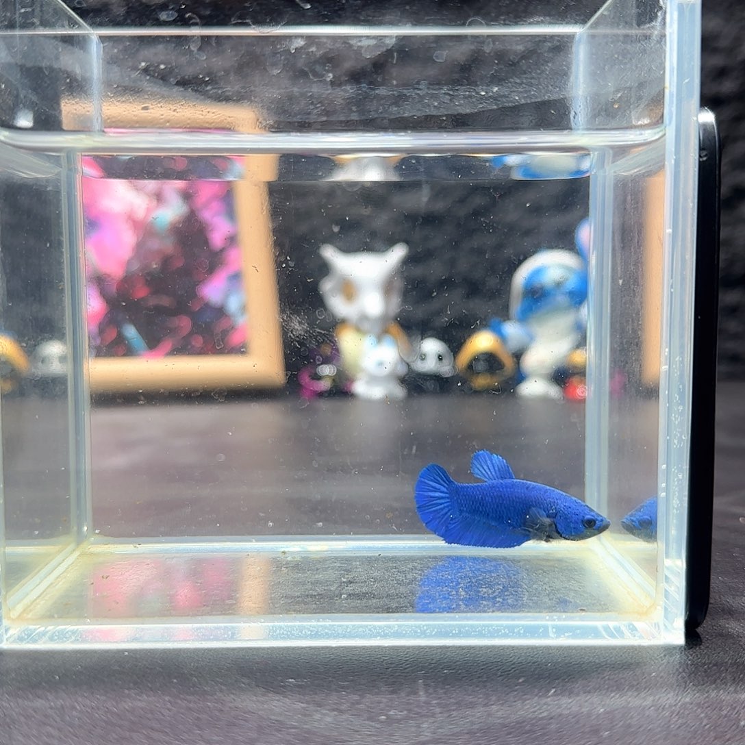 斗鱼十二月二十九号