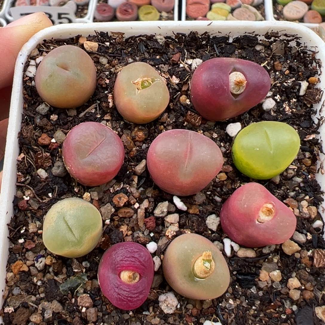 1.20好看的多肉799