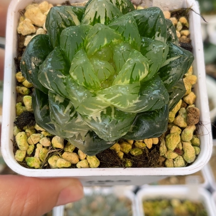 353龙鳞玉露锦哈哈哈哈哈哈