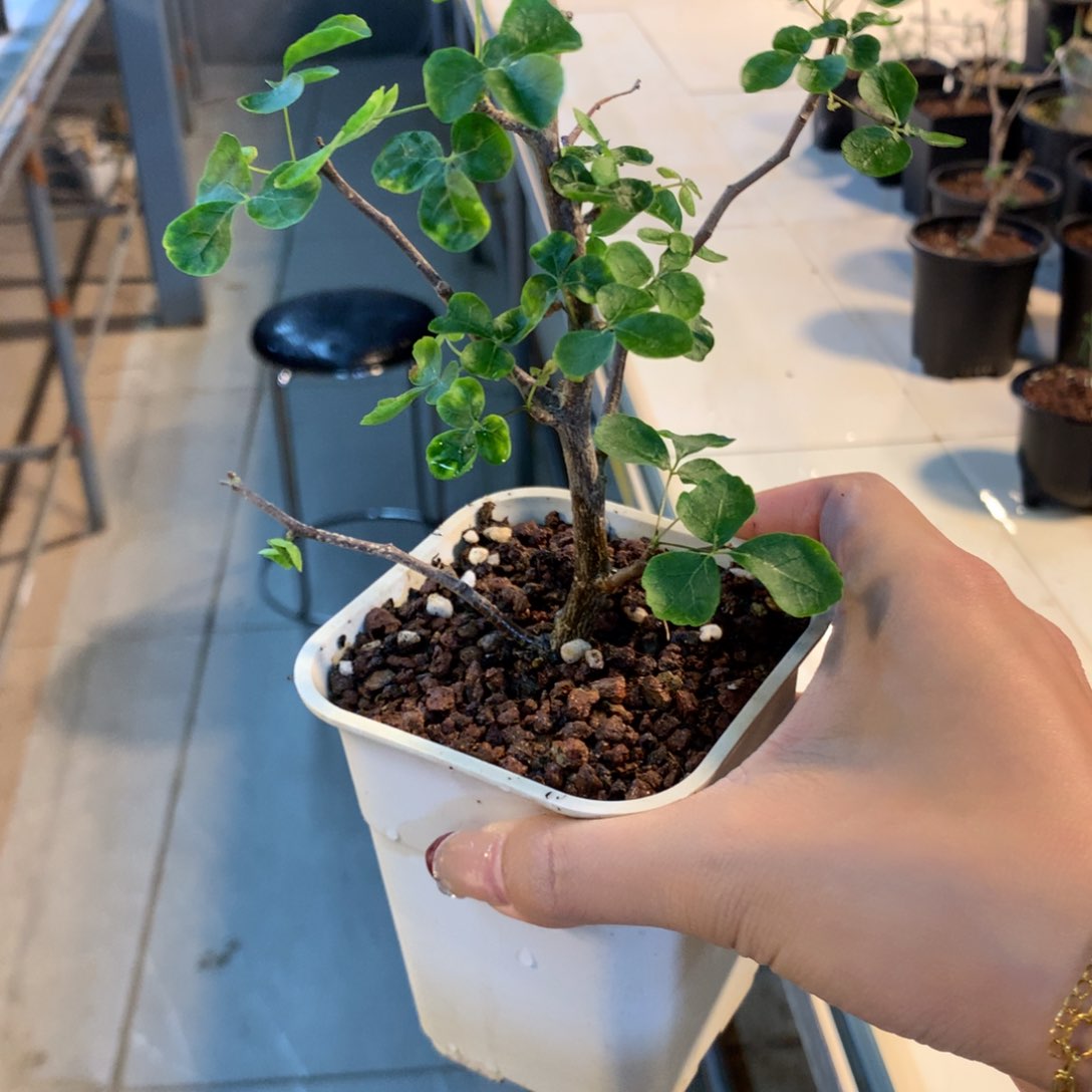 波叶没药扦插扦插