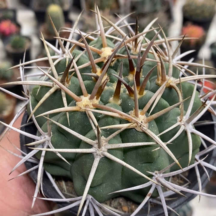 实生碧岩玉特价福利