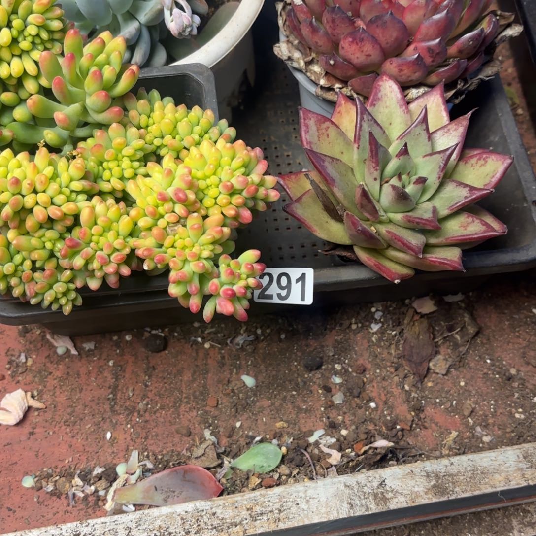 多肉植物宽拍291号
