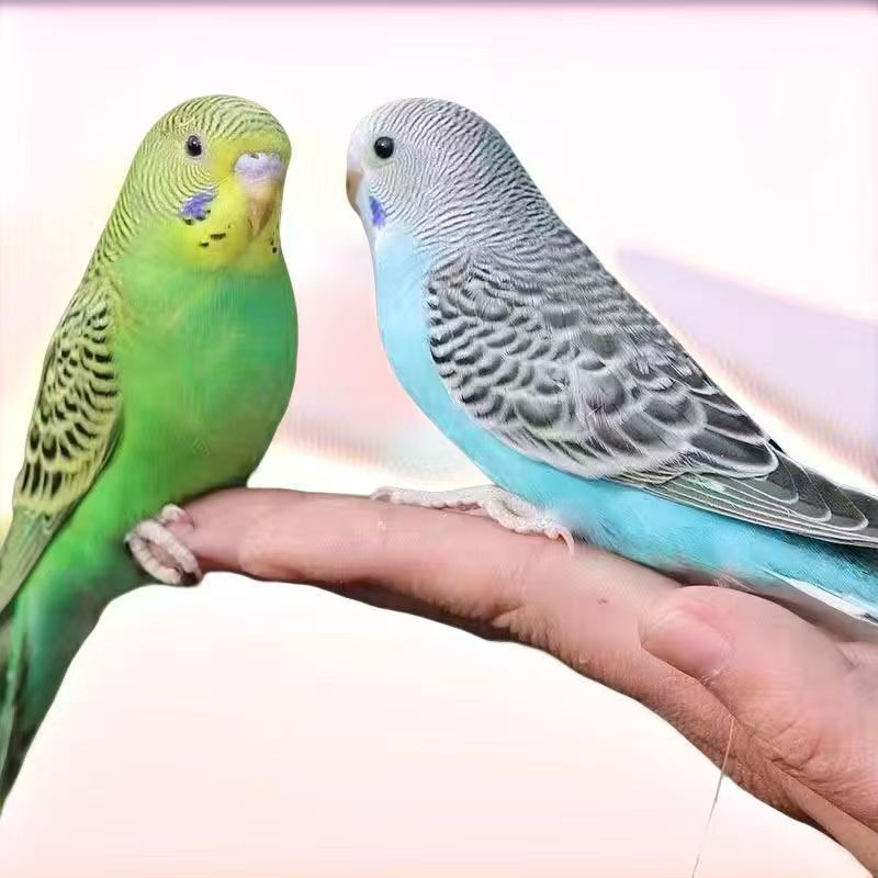 虎皮鹦鹉活体宠物鸟会说话的鹦鹉非玄风牡丹鹦鹉纯手养