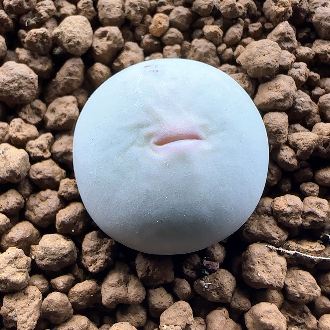 大***）开播福利来啦48568