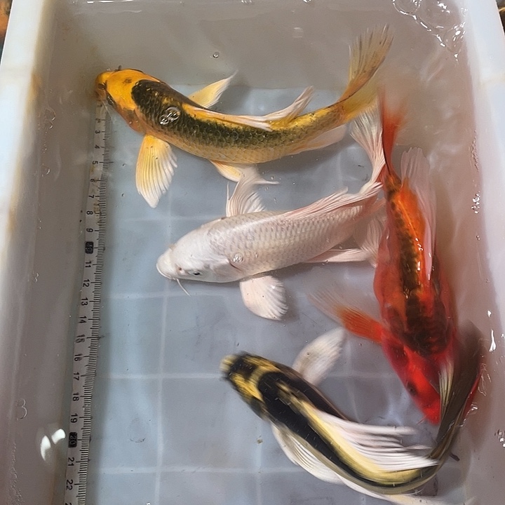 蝴蝶鲤鱼渔场直发39
