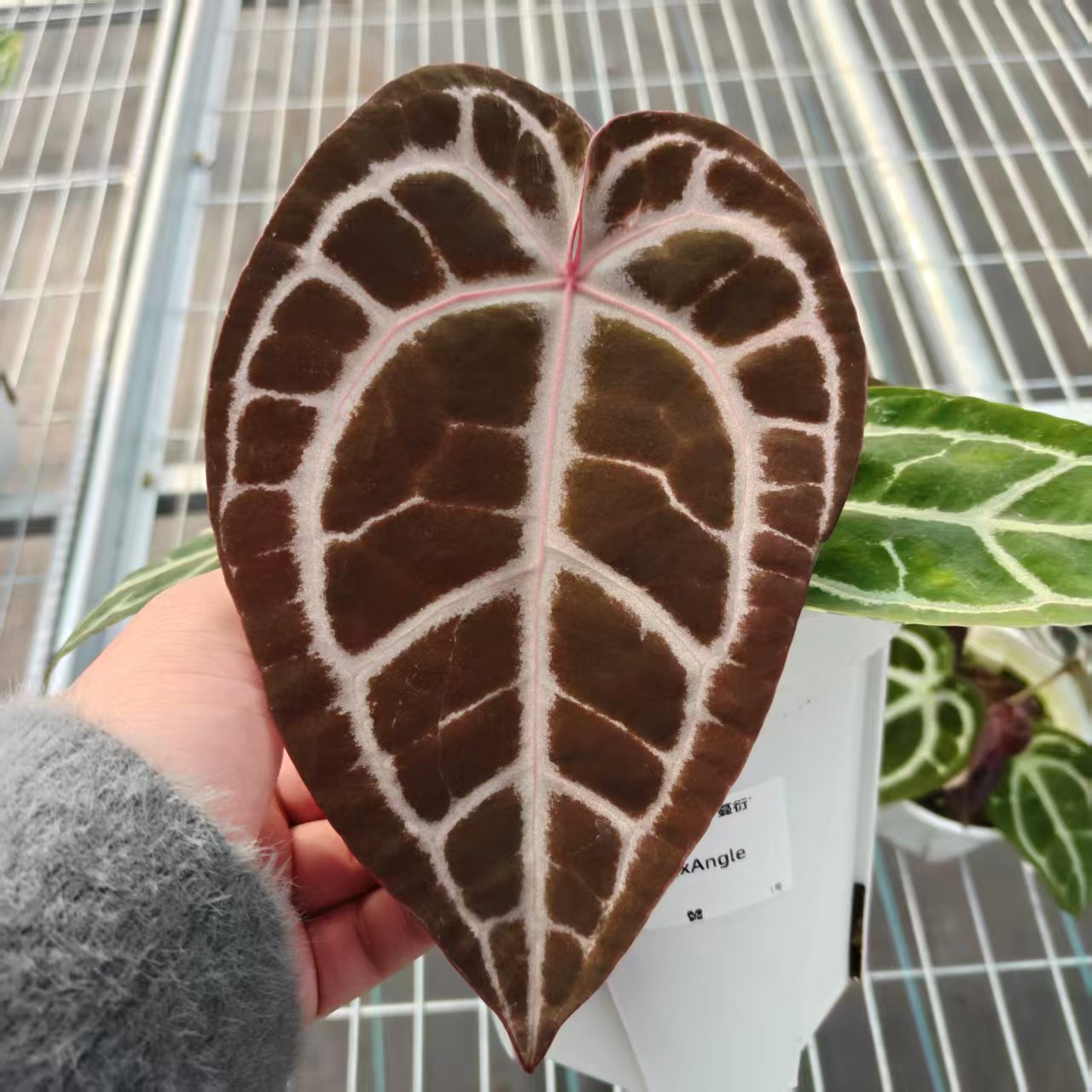 1号 SKG红xAngela 花烛