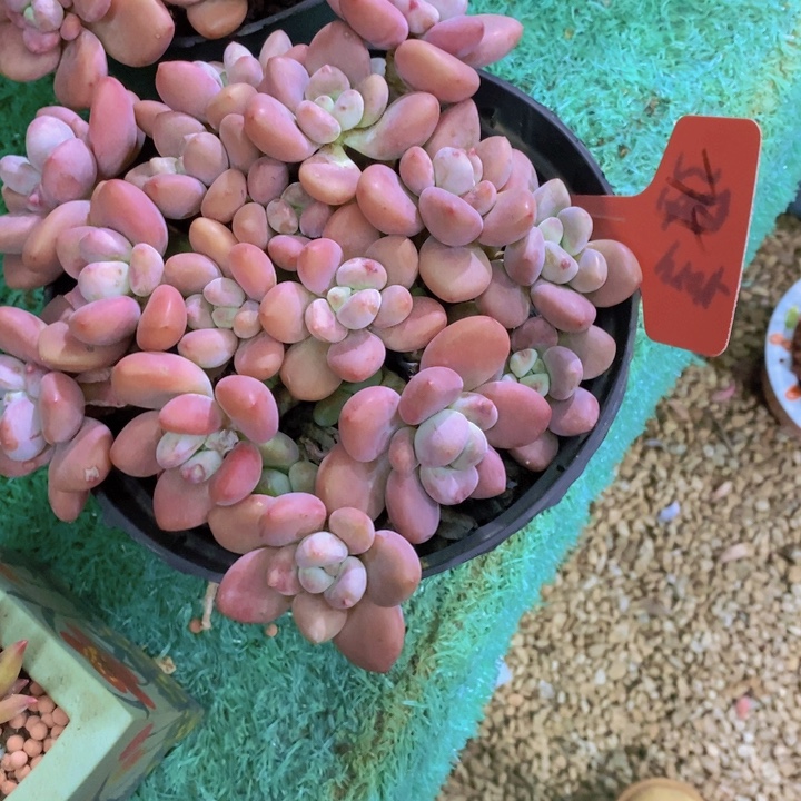 玲***6在家干的好无聊的人