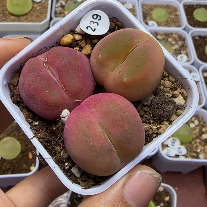 瑕疵2.3-2.4cm多肉植物239