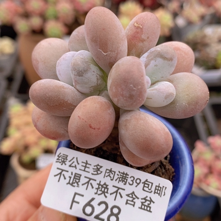  橙雪球6cm628多肉植物