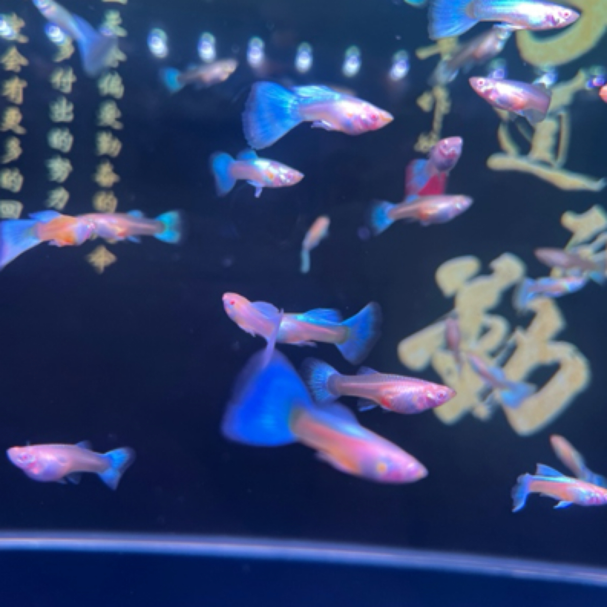 精品小天空蓝白孔雀鱼小型热带鱼淡水鱼