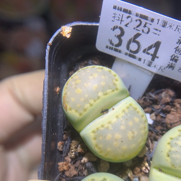 精品生石花225.364薄荷