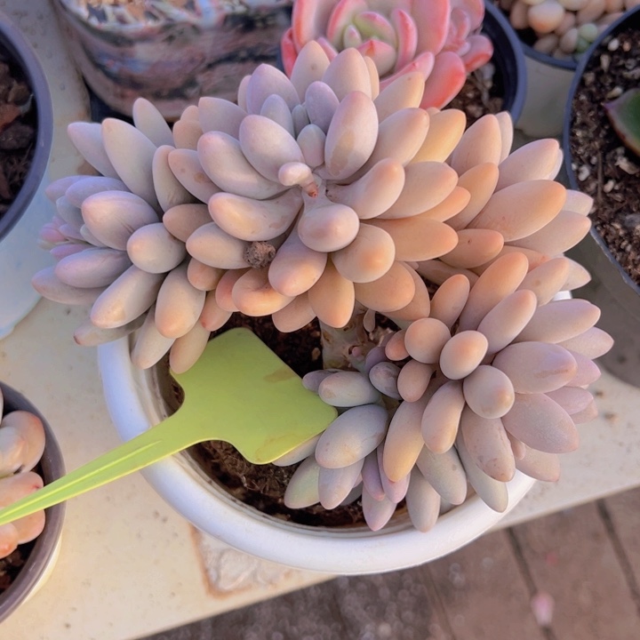 健健康康平平安安